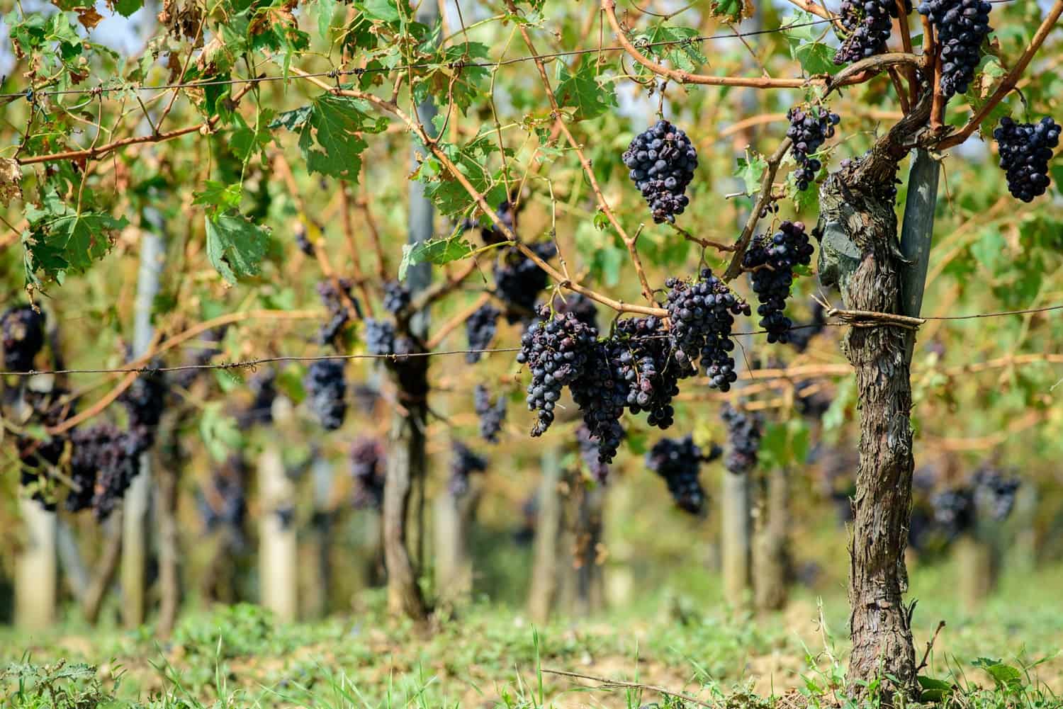 Dichte Weinreben tragen reife, dunkle Trauben, die an den Ästen hängen. Im Hintergrund sind weitere Weinreben sichtbar, umgeben von grünem Gras und sonnigem Himmel.