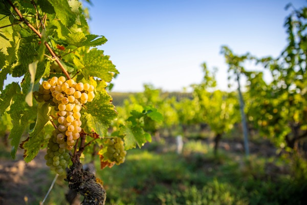 Trauben hängen an einem Weinrebenast. Die glänzenden, gelben Trauben sind in Bündeln angeordnet und von grünen Blättern umgeben. Der Hintergrund ist unscharf, was eine natürliche Umgebung andeutet.