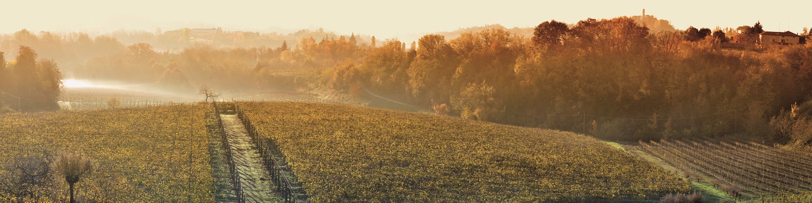 Borgo Molino Eine weitläufige Weinlandschaft mit Reihen von Weintrauben, umgeben von herbstlich gefärbtem Laub und sanften Hügeln. Ein sanfter Nebel schwebt über dem Boden im frühen Morgenlicht.