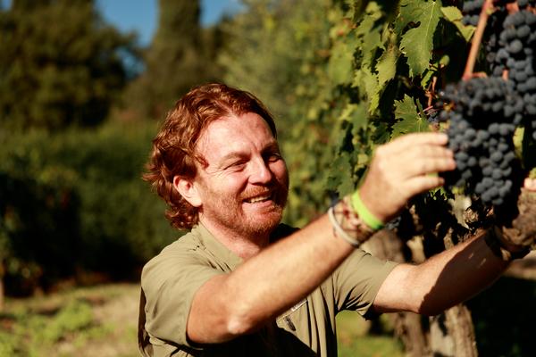 Ein Mann mit lockigem, rotem Haar erntet Trauben in einem Weinberg. Er lächelt freudig, während er eine Traubenrispe mit einer Hand hält, umgeben von grünen Reben und Bäumen.