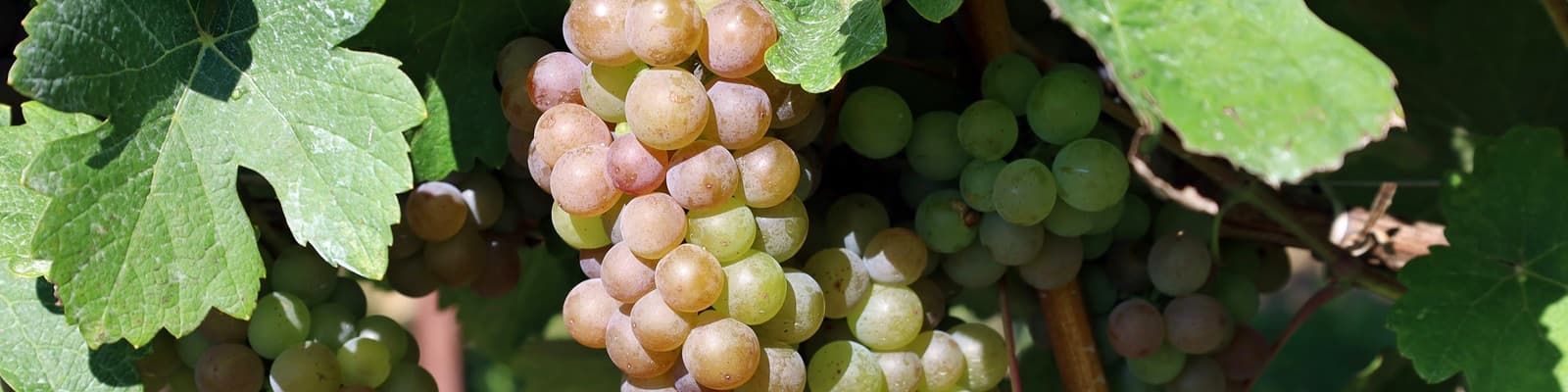 Grauburgunder Traube
