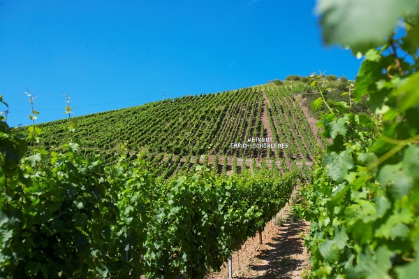 Reben wachsen in Reihen auf einem Hügel, die nebeneinander angeordnet sind. Im Hintergrund ist der blaue Himmel zu sehen, während ein Schild mit dem Text -Einschnitt Erich Schönleber- sichtbar ist.