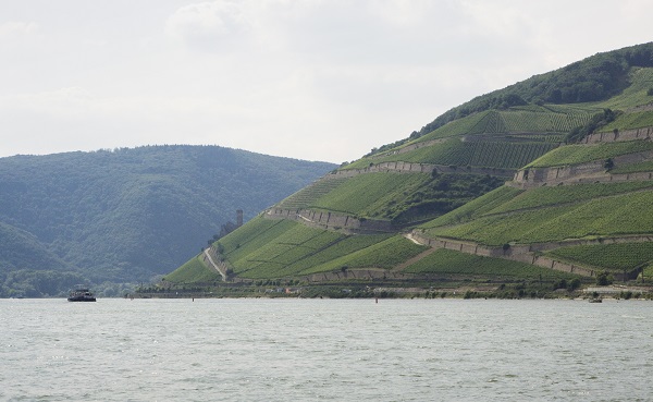 Grüne Weinbergterrassen verlaufen steil am Hang entlang, während ein Boot auf dem ruhigen Wasser des Flusses fährt. Die Landschaft wird von sanften Hügeln und einem bewölkten Himmel dominiert.