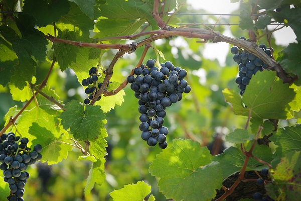 OeWM_WSNA_blaufraenkisch_600 OeWM_WSNA_blaufraenkisch_600