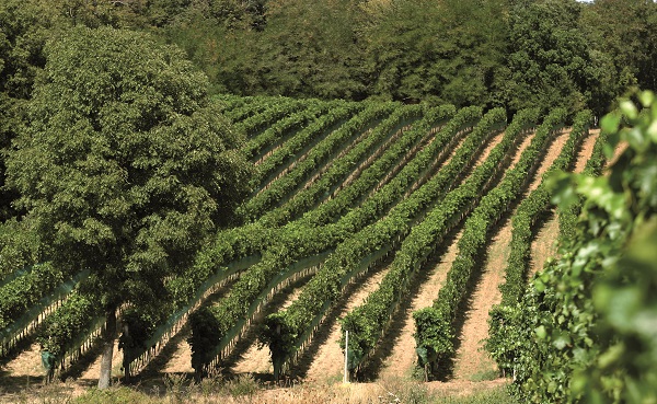 Eine Weinberglandschaft zeigt sich mit mehreren Reihen von Traubenstöcken, die in sanften Hügeln angeordnet sind. Im Vordergrund steht ein großer Baum, umgeben von dichterer Vegetation.