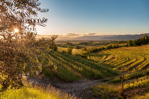 Weinreben erstrecken sich über sanfte Hügel, während die Sonne am Horizont aufgeht. Ein einzelner Baum steht vor der Szenerie, umgeben von goldenen Wiesen.
