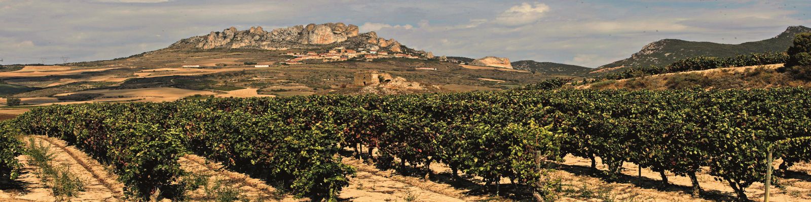 Bodegas Tarón Weinreben wachsen auf dem Boden und erstrecken sich über die Landschaft. Im Hintergrund erhebt sich ein Berg mit einem kleinen Dorf. Der Himmel ist leicht bewölkt, und die Umgebung ist ländlich.