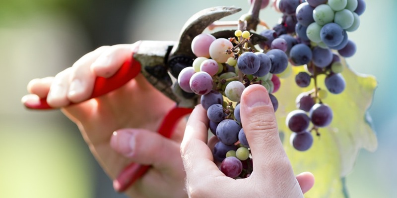 Eine Hand hält eine Traubensafttraube, die an einem Rebstock hängt. Im Hintergrund sind grüne Blätter und eine unscharfe Landschaft zu sehen, die eine Weinberg-Umgebung andeutet.