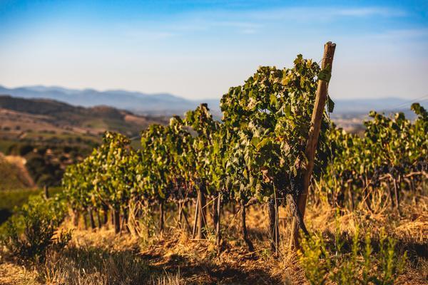 Weinreben erstrecken sich in einem sanften Landschaftsbild, während die Sonne auf die grünen Blätter scheint. Im Hintergrund sind sanfte Hügel und ein klarer blauer Himmel sichtbar.