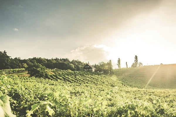 Grüne Weinberge erstrecken sich sanft in der Landschaft. Ein rustikales Haus steht zwischen den Reben, während die Sonne durch die Wolken scheint und eine warme Atmosphäre schafft.