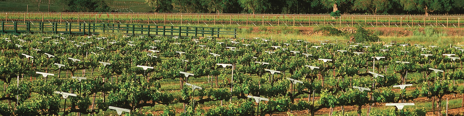 Beringer Ein Weinberg mit rebenbedeckten Reihen erstreckt sich über eine grüne Landschaft. Im Hintergrund sind Bäume und ein Zaun zu sehen, während die Reben auf horizontalen Stützen liegen.