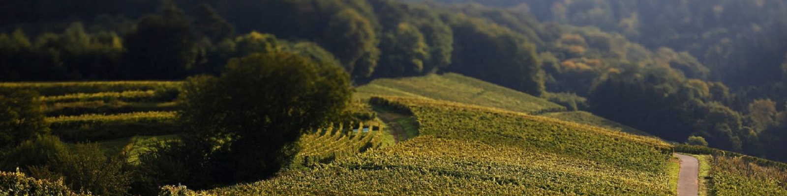 Bernhard Huber Weinberge erstrecken sich sanft über eine hügelige Landschaft, während ein Weg zwischen den Reihen verläuft. Die Umgebung ist grün und von sanften Bäumen umrahmt.
