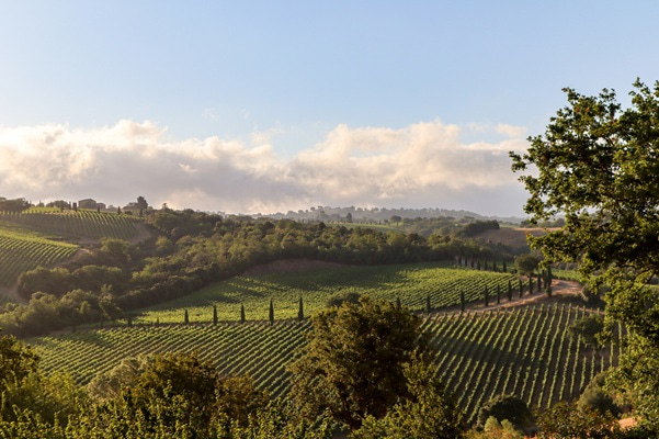 Eine Weinlandschaft mit sanften Hügeln, auf denen Reihen von Reben wachsen. Mehrere Häuser stehen am Hang, beleuchtet von warmem Licht. Die Umgebung ist von Bäumen und Wegen umgeben.