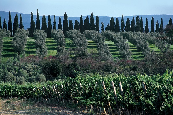 Ein Weinberg mit Reihen von Rebstöcken im Vordergrund, dahinter Olivenbäume mit einer Hügelkette im Hintergrund und einer klaren blauen Himmel darüber.