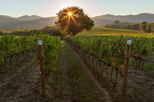 Ein Weinberg erstreckt sich zwischen zwei Pfosten mit Nummern. Die Sonne geht hinter einem Baum auf, während sanfte Hügel im Hintergrund sichtbar sind.