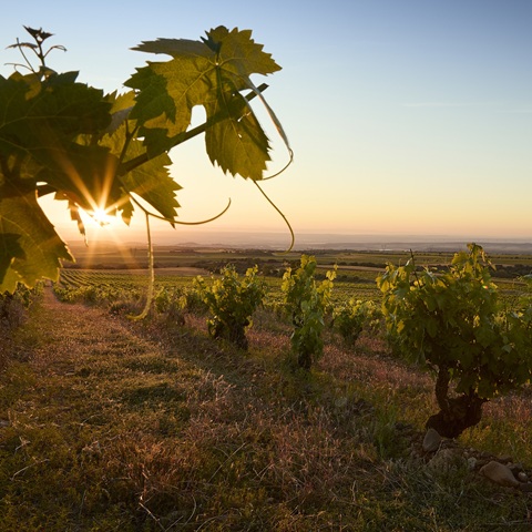 Rebenblätter fangen das Licht der untergehenden Sonne ein, während Weinreben in einem sanften, hügeligen Weinberg im Hintergrund wachsen, umgeben von einem klaren Himmel.