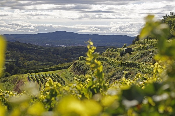 Weinreben wachsen in sanften Hügeln, während die Wolken den Himmel bedecken. Im Hintergrund erstrecken sich grüne Wälder und Berge, die Landschaft ist ruhig und malerisch.