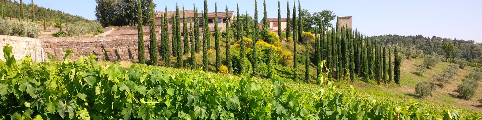 Isole e Olena Grüne Weinreben wachsen üppig in einem Hang, während dahinter hoch aufragende Zypressen und ein Gebäude mit Dächer aus Ziegeln sichtbar sind. Die Landschaft ist von Hügeln und Bäumen umgeben.