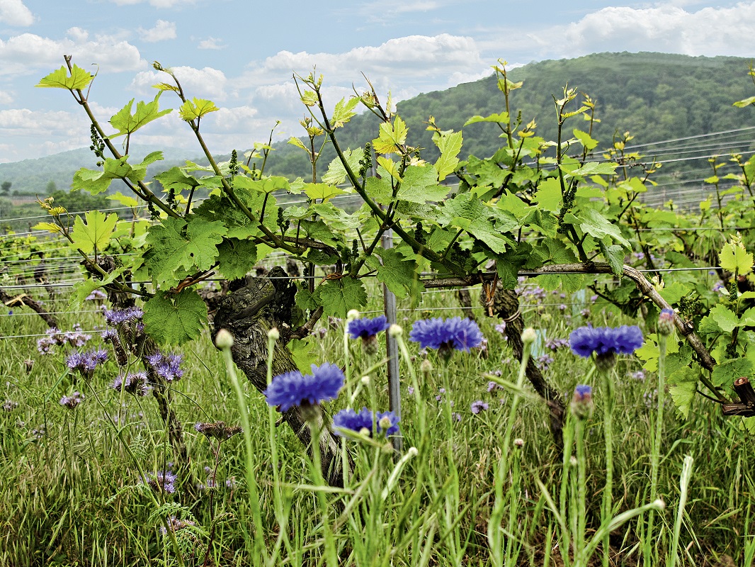 Reben mit frischen, grünen Blättern wachsen entlang eines Holzpfostens in einem Weinberg. Im Vordergrund blühen violette Blumen und das Gelände wird von sanften Hügeln umgeben unter einem bewölkten Himmel.