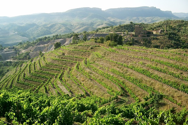 Weinreben wachsen in terrassierten Reihen auf einem sanften Hang, umgeben von grünen Bergen im Hintergrund. Ein altes Gebäude ist in der Ferne sichtbar, unter einem klaren Himmel.