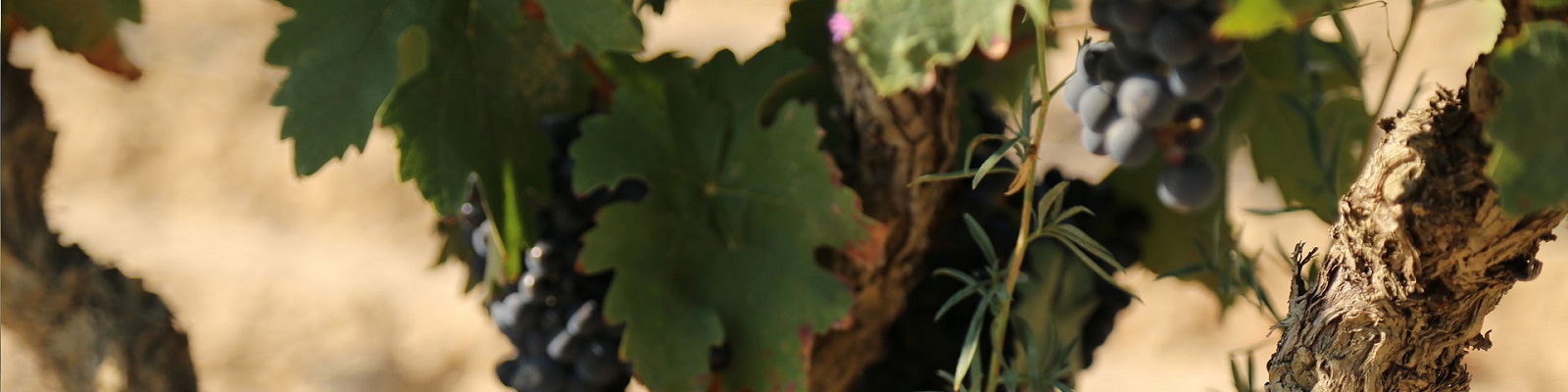 Larchago Dichte grüne Weinblätter umgeben Trauben an einem alten Weinstock. Die Umgebung wirkt trocken und sonnig, was auf einen Weinberg hinweist.