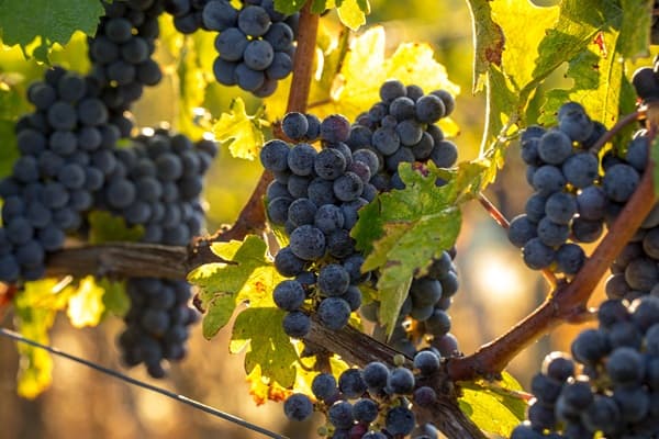Dunkle, runde Trauben hängen in einem Traubenbündel, während ein leuchtend gelbes Blatt darauf liegt und einen Kontrast zur dunklen Haut der Trauben bildet.