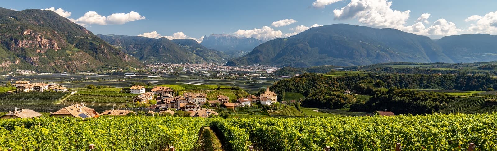 Südtiroler Weinberge