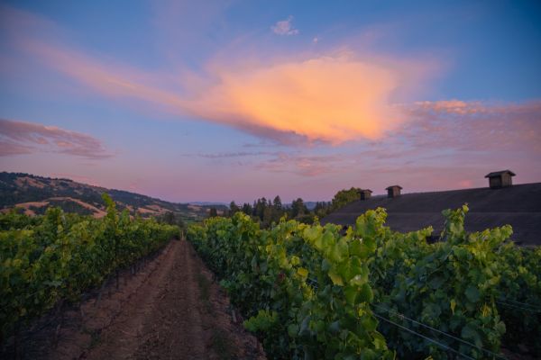 Ein Weinberg mit Reihen von grünen Reben erstreckt sich entlang eines Erdwegs. Im Hintergrund sind sanfte Hügel und ein Gebäude sichtbar. Der Himmel zeigt ein sanftes, farbenfrohes Wolkenmuster während der Dämmerung.
