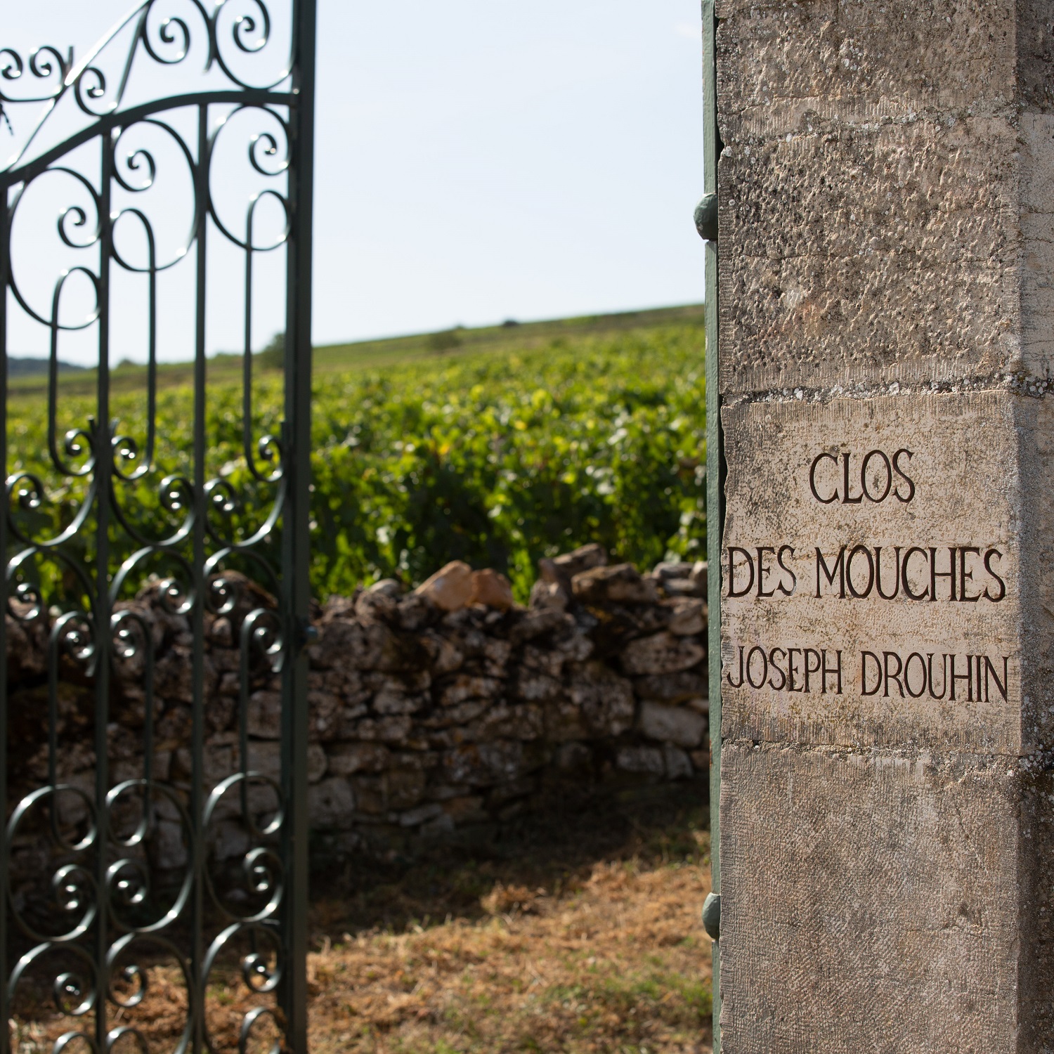 Ein schmiedeeisernes Tor öffnet sich zu einem Weinberg, in dem üppige Reben wachsen. An einem Steinsäulen steht die Inschrift -CLOS DES MOUCHES JOSEPH DROUHIN-.