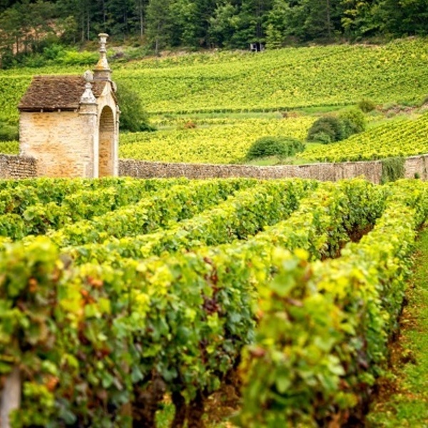 Ein liebevoll gepflegter Weinberg erstreckt sich in sanften Hügeln. Im Hintergrund steht eine kleine, historische Kapelle aus Stein, umgeben von Weinreben und üppigem Grün.