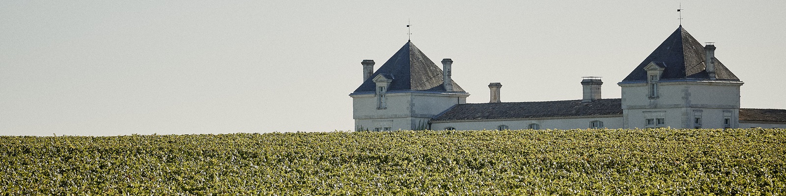 Château de Pez Ein Schloss mit spitzen Türmen steht hinter einer üppigen Weinrebenlandschaft. Der Himmel ist klar, und das Licht ist sanft, was eine ruhige Atmosphäre erzeugt.