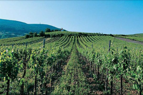 Ein Weinberg erstreckt sich über sanfte Hügel. Reben wachsen in geraden Reihen, während im Hintergrund ein klarer blauer Himmel und grüne Hügel sichtbar sind.