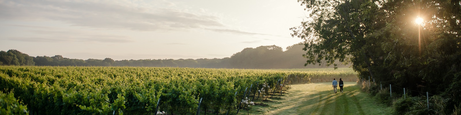 Gusbourne Estate Ein Paar spaziert durch ein Weinfeld in der Morgensonne, umgeben von dichten Bäumen und sanften Hügeln. Die Atmosphäre ist ruhig und idyllisch, mit leichtem Nebel über dem Boden.