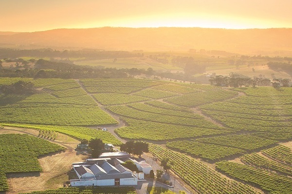 Weinreben erstrecken sich über sanfte Hügel, während ein modernes Gebäude am Fuße der Weinberge steht. Der Sonnenaufgang taucht die Landschaft in goldenes Licht und schafft eine malerische Atmosphäre.