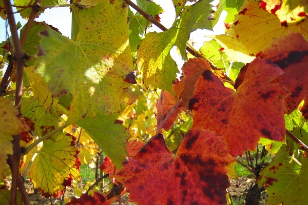 Bunte Herbstblätter von Weinreben sind im Vordergrund sichtbar. Einige Blätter sind grün, während andere in roten und gelben Tönen leuchten, umgeben von einem klaren blauen Himmel im Hintergrund.
