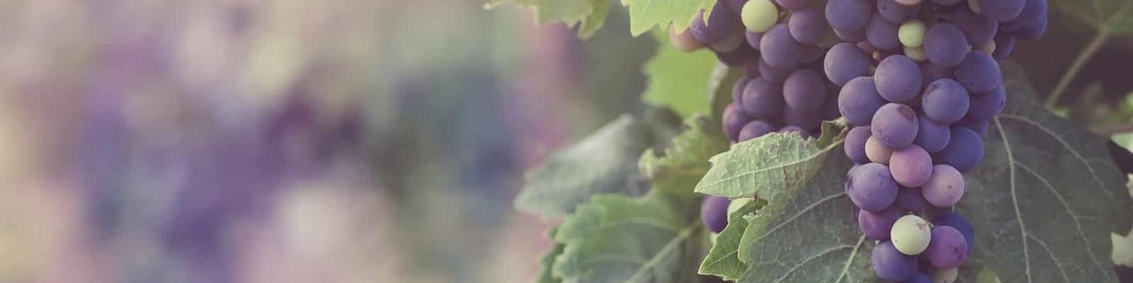 Rotwein Trauben