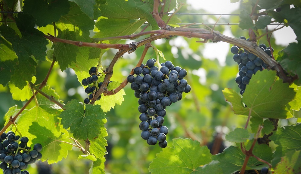 OeWM_WSNA_blaufraenkisch_tablet OeWM_WSNA_blaufraenkisch_tablet