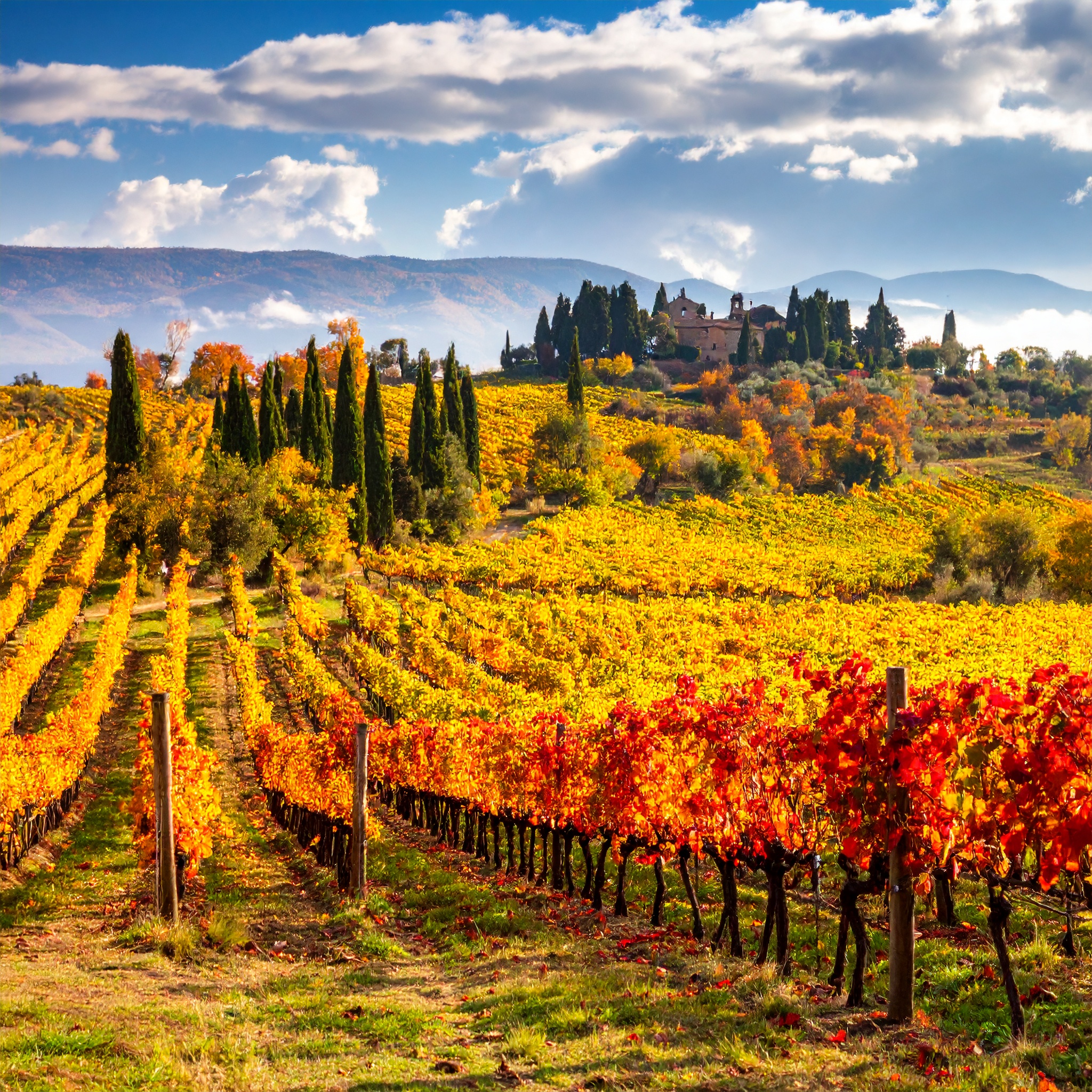Ein Weinberg mit bunten, herbstlichen Traubenreben erstreckt sich hügelig, während im Hintergrund ein historisches Gebäude und Zypressen sichtbar sind. Der Himmel ist klar mit einigen Wolken.