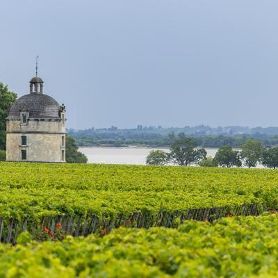 Ein Weingut im Grünen mit üppigen Weinreben. Im Hintergrund fließt ein ruhiger Fluss, während ein grauer Himmel über der Szenerie schwebt. Ein kleiner, runder Turm ist im Vordergrund sichtbar.