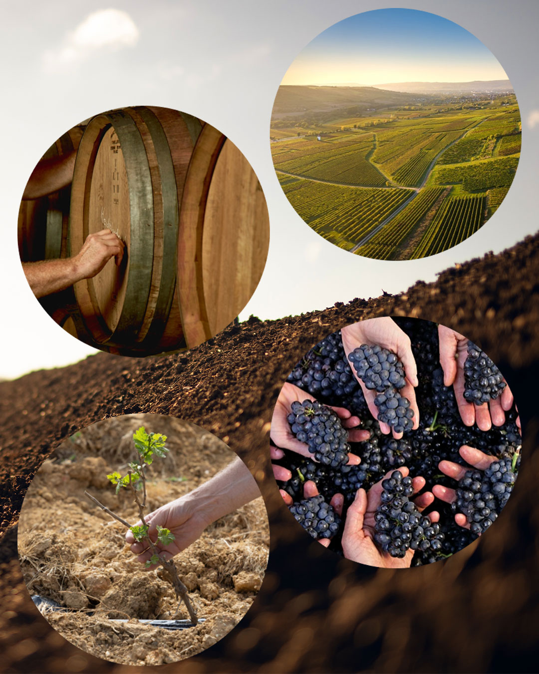 Verschiedene Segmente zeigen die Weinproduktion: Eine Hand an einem Weinfass, eine Landschaft mit Weinreben, das Pflanzen eines Rebstocks und Hände mit Trauben im Vordergrund.