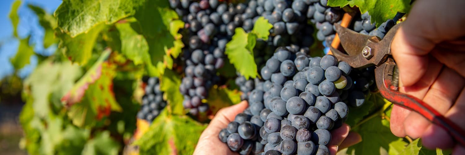 Trauben werden mit einer Schere geerntet. Eine Hand hält einen Traubenzweig, während eine andere Hand die Schere ansetzt. Im Hintergrund sind grüne Blätter und der klare Himmel sichtbar.