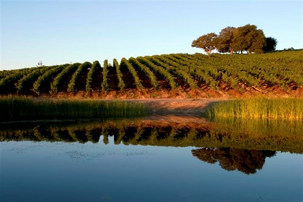Reben wachsen auf sanften Hügeln, während sie sich im ruhigen Wasser eines nahegelegenen Teichs spiegeln. Im Hintergrund stehen einige Bäume unter klarem Himmel.