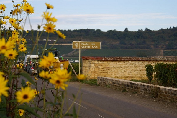 Gelbe Blumen säumen eine Straße, an der ein Schild mit der Aufschrift -Route des Grands Crus- steht. Im Hintergrund sind Weinberge und Hügel sichtbar.