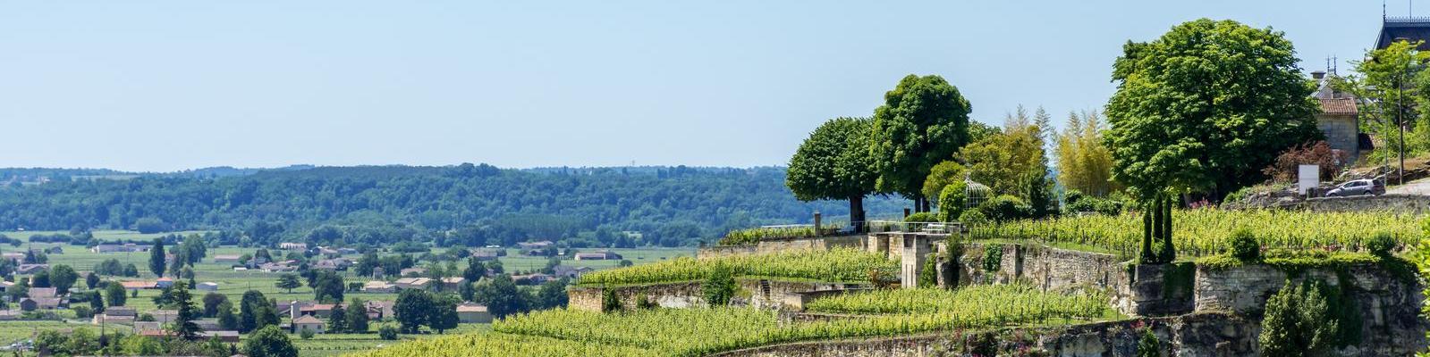 Grüne Weinreben sind in gestuften Terrassen angeordnet, umgeben von großen Bäumen. Im Hintergrund erstrecken sich sanfte Hügel mit kleinen, verstreuten Häusern unter einem klaren Himmel.