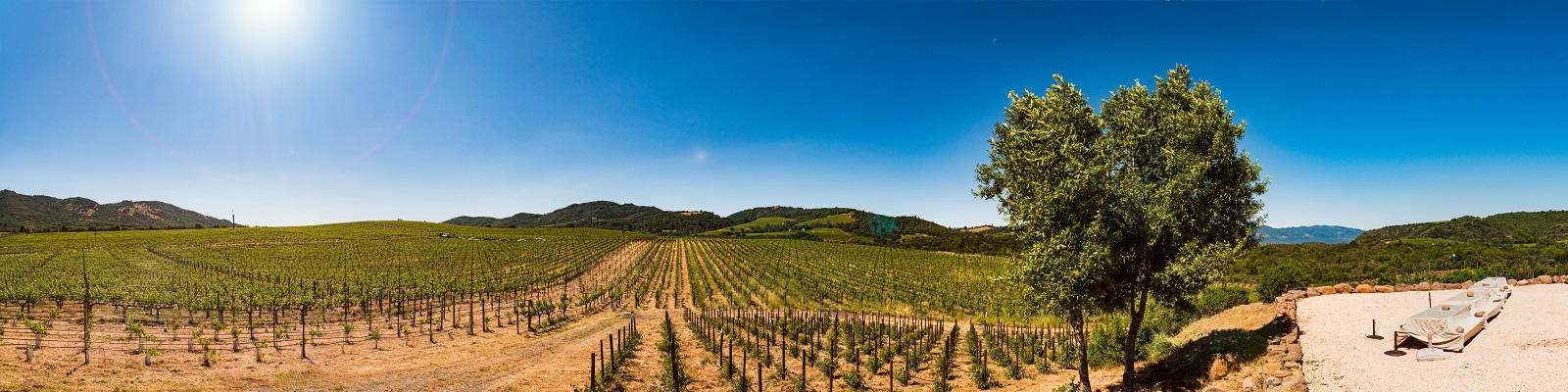 Michael Mondavi Ein weites Weinbergfeld erstreckt sich unter einem blauen Himmel. Reben wachsen in langen Reihen, während ein Baum und eine Terrasse im Vordergrund sichtbar sind, die eine idyllische Landschaft bilden.