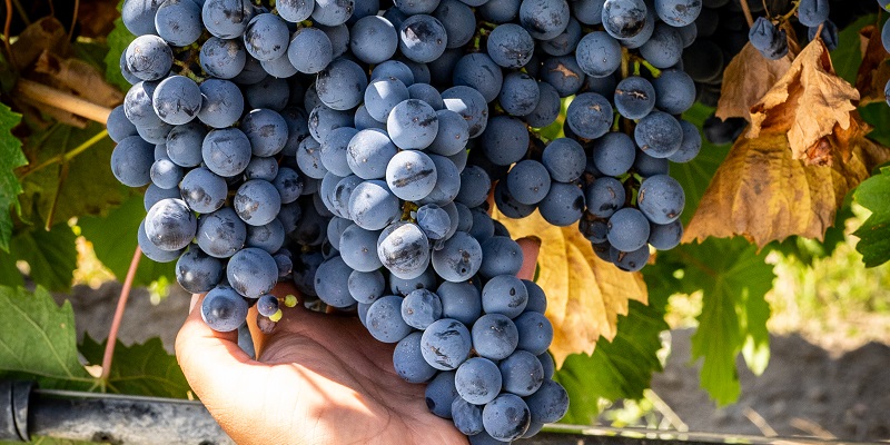 Dichte Trauben mit einer tiefblauen Farbe hängen an einer Rebe. Eine Hand greift nach den Früchten, während grüne und braune Blätter die Umgebung bilden.