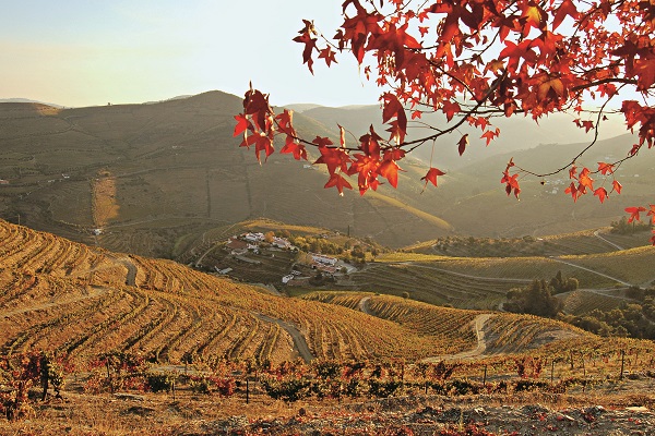 Leuchtend rote Blätter hängen über sanften Weinbergen. In der Ferne sind Hügel und ein kleines Dorf sichtbar, während die Abendsonne eine warme Lichtstimmung schafft.