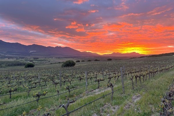 Weinreben erstrecken sich in einem hügeligen Feld, während die Sonne hinter Bergen untergeht und den Himmel in leuchtenden Farben erstrahlen lässt. Die Szenerie ist ruhig und malerisch.