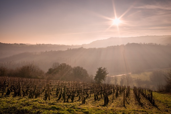 Rebenstöcke wachsen in einem Weinberg, während der Nebel über die Landschaft schwebt. Die Morgensonne färbt den Himmel in sanften Pastelltönen, und das Gras im Vordergrund ist feucht und grün.