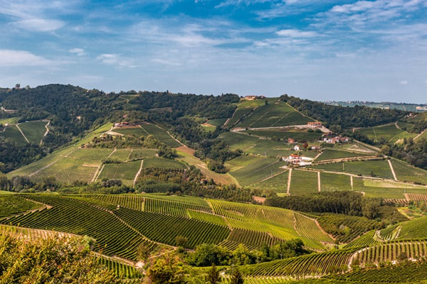 Weinberge erstrecken sich über sanfte Hügel, deren Reihen rechtwinklig angeordnet sind. Im Hintergrund sind kleine Häuser und eine hügelige Landschaft mit weiterem Himmel zu sehen.